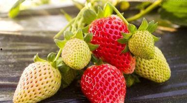 草莓皮肤爆料视频大全最新,揭秘最新游戏角色魅力瞬间